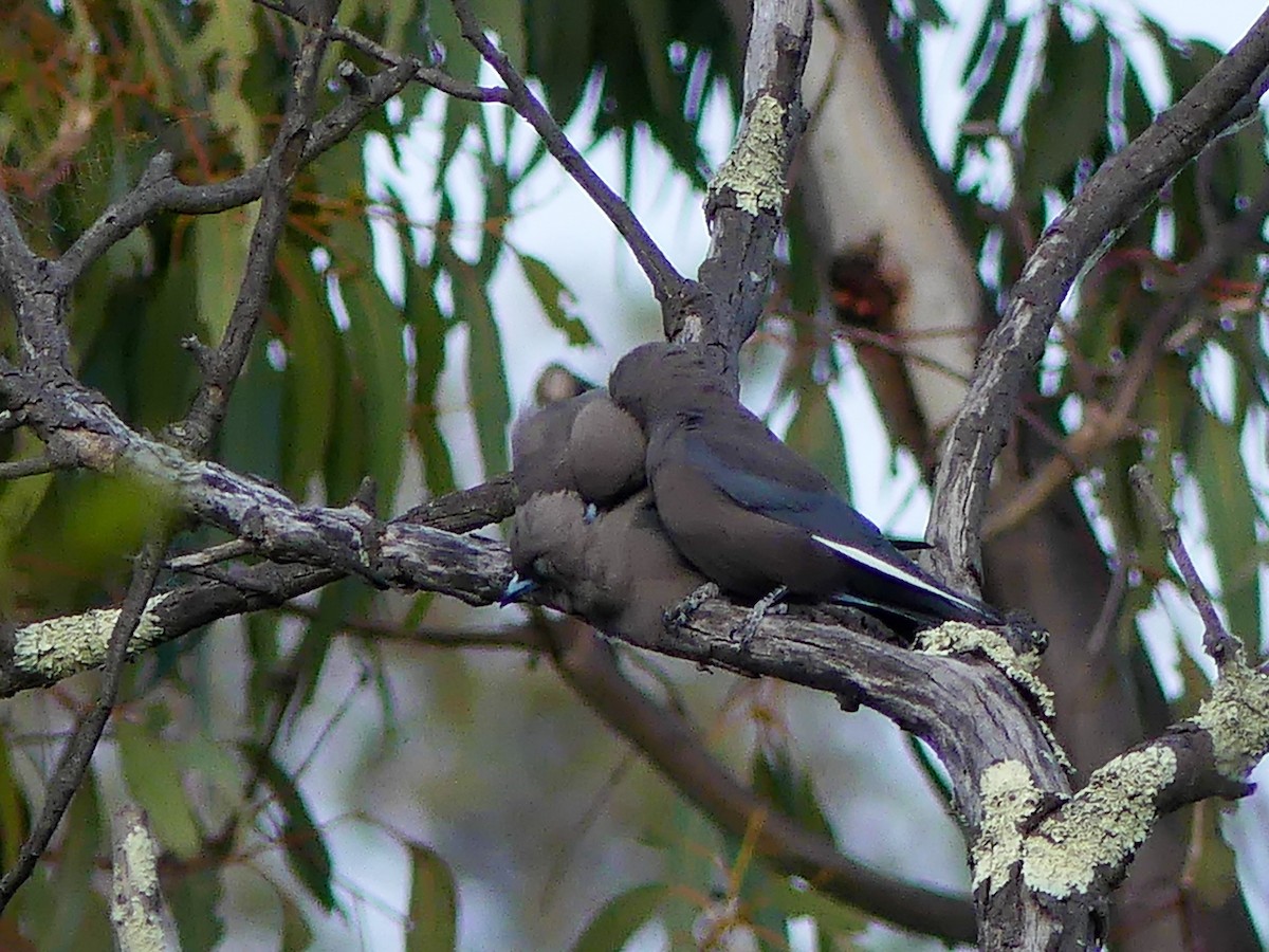 Dusky Woodswallow - ML643014452