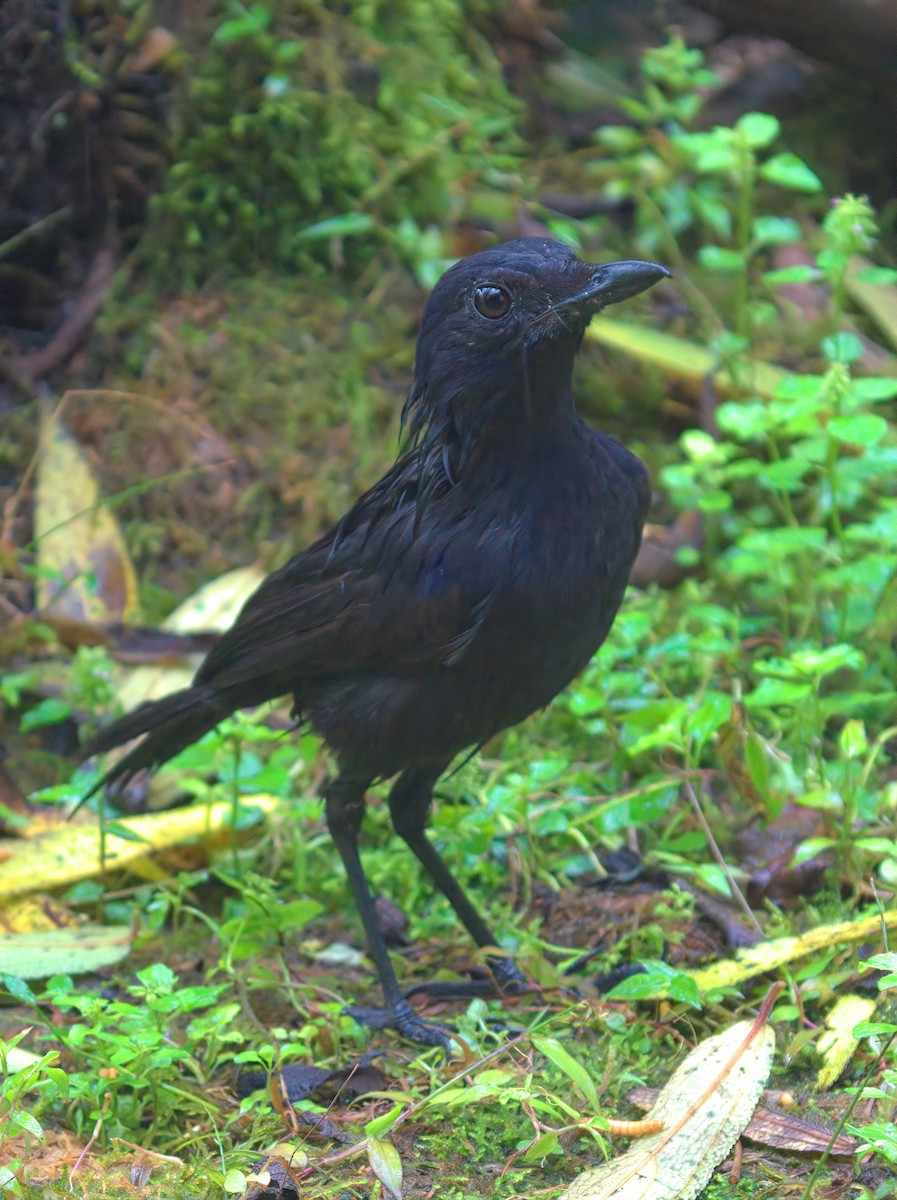 Bornean Whistling-Thrush - ML643014458