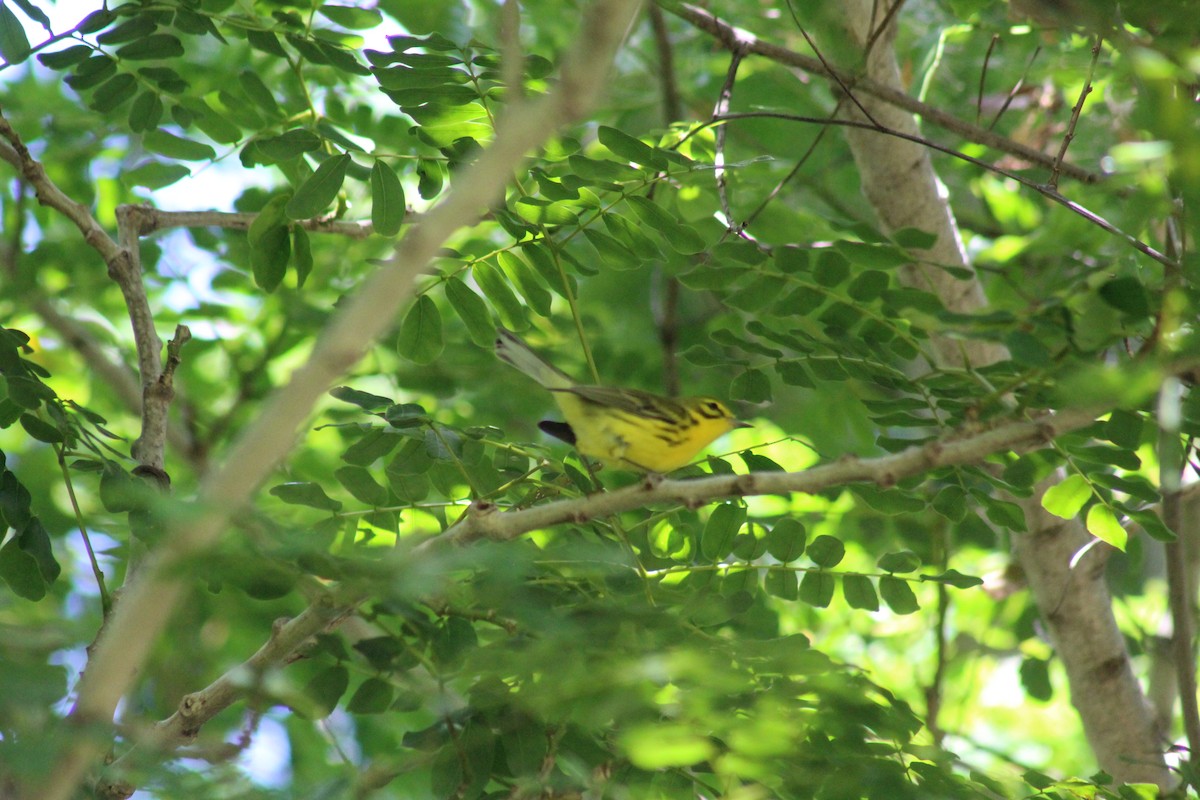 Prairie Warbler - ML643014464