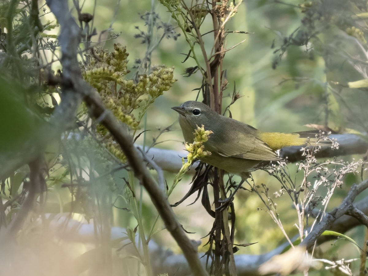 Orange-crowned Warbler - ML643014468