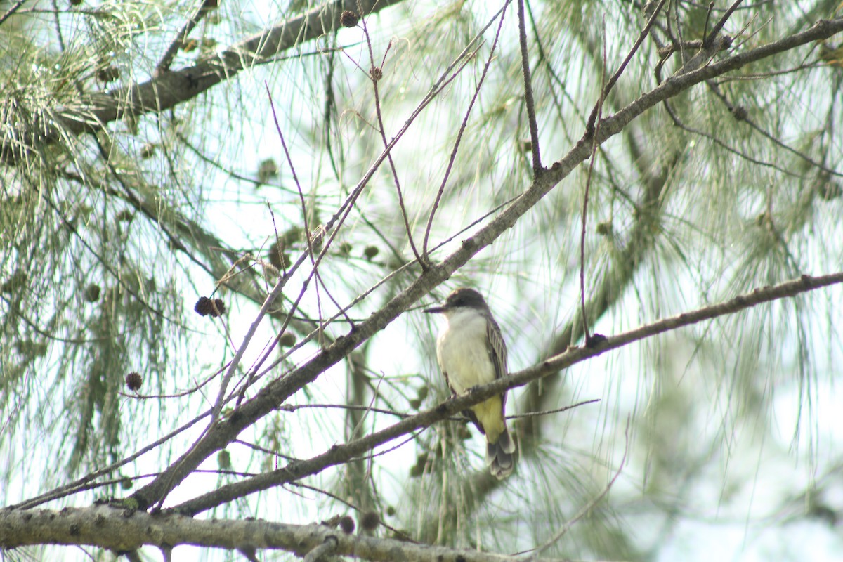 Loggerhead Kingbird - ML643014470