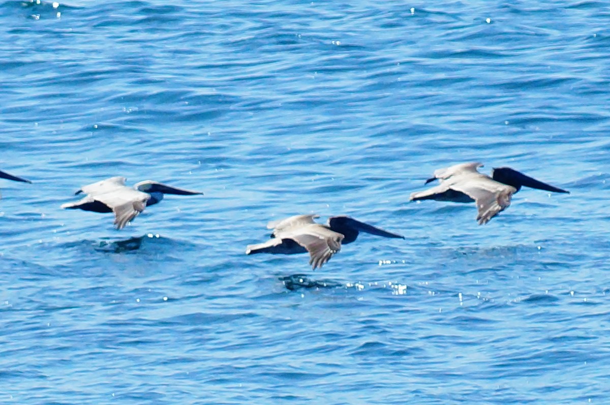 Brown Pelican - ML643014480