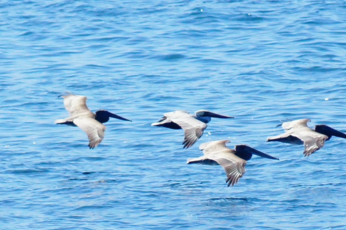 Brown Pelican - ML643014481