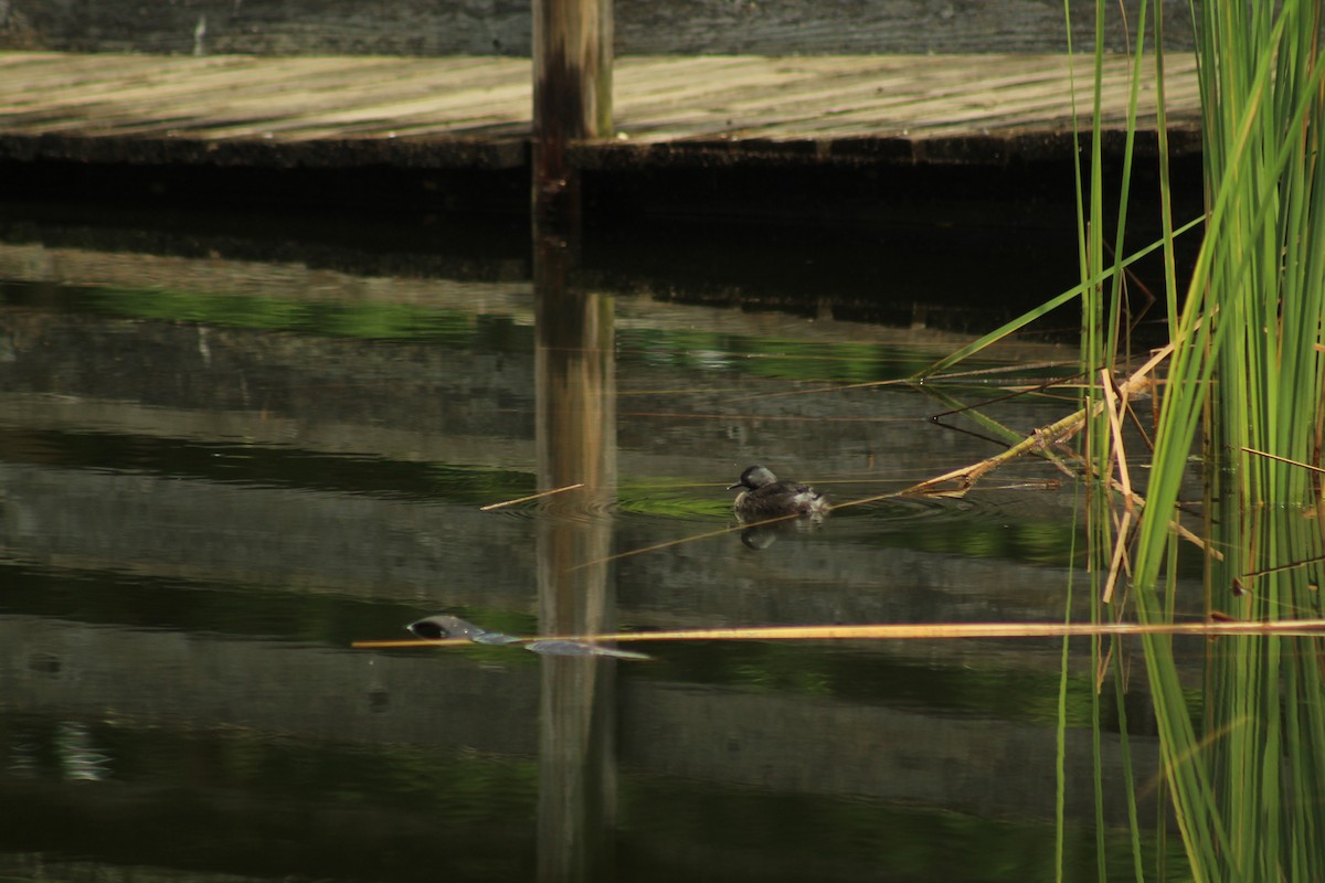 Least Grebe - ML643014482
