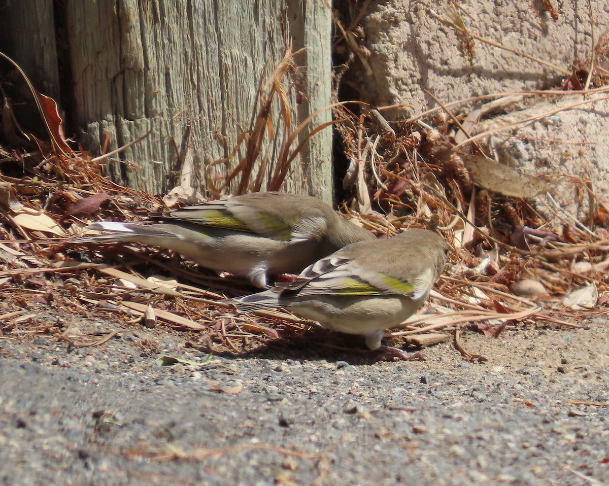 Lawrence's Goldfinch - ML643014485