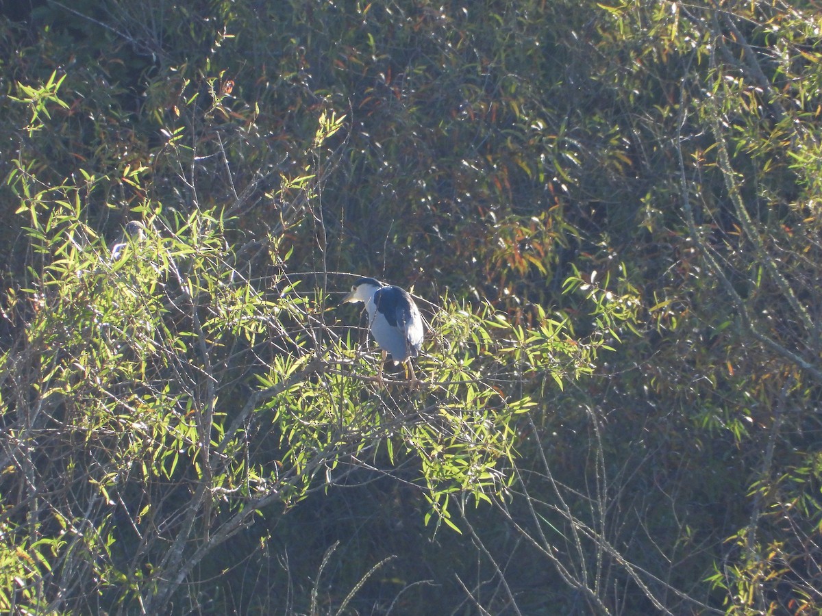 Black-crowned Night Heron - ML643014486