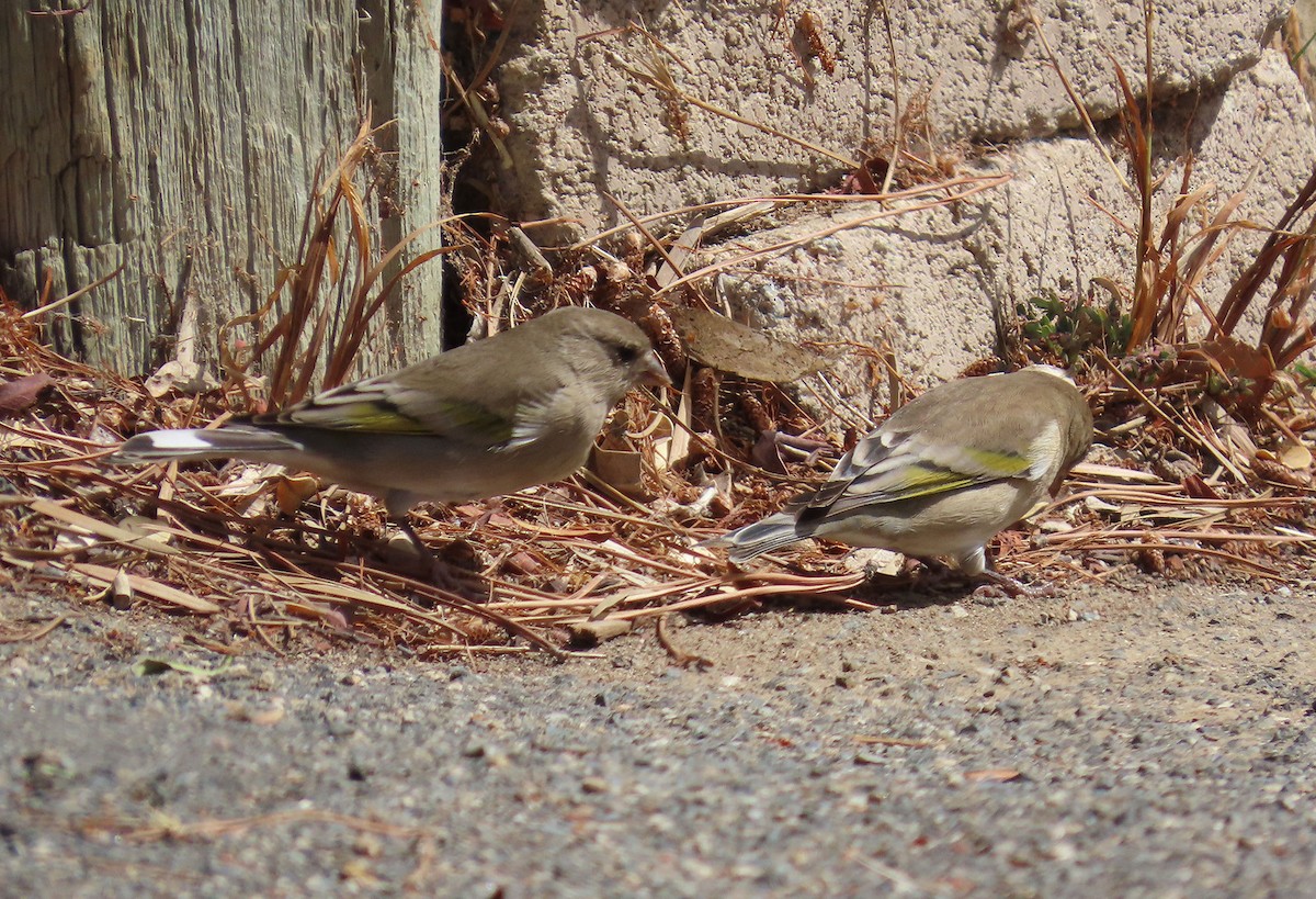 Lawrence's Goldfinch - ML643014487