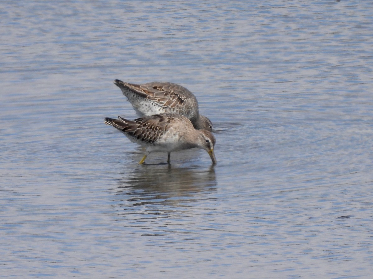 Short-billed Dowitcher - ML643014488