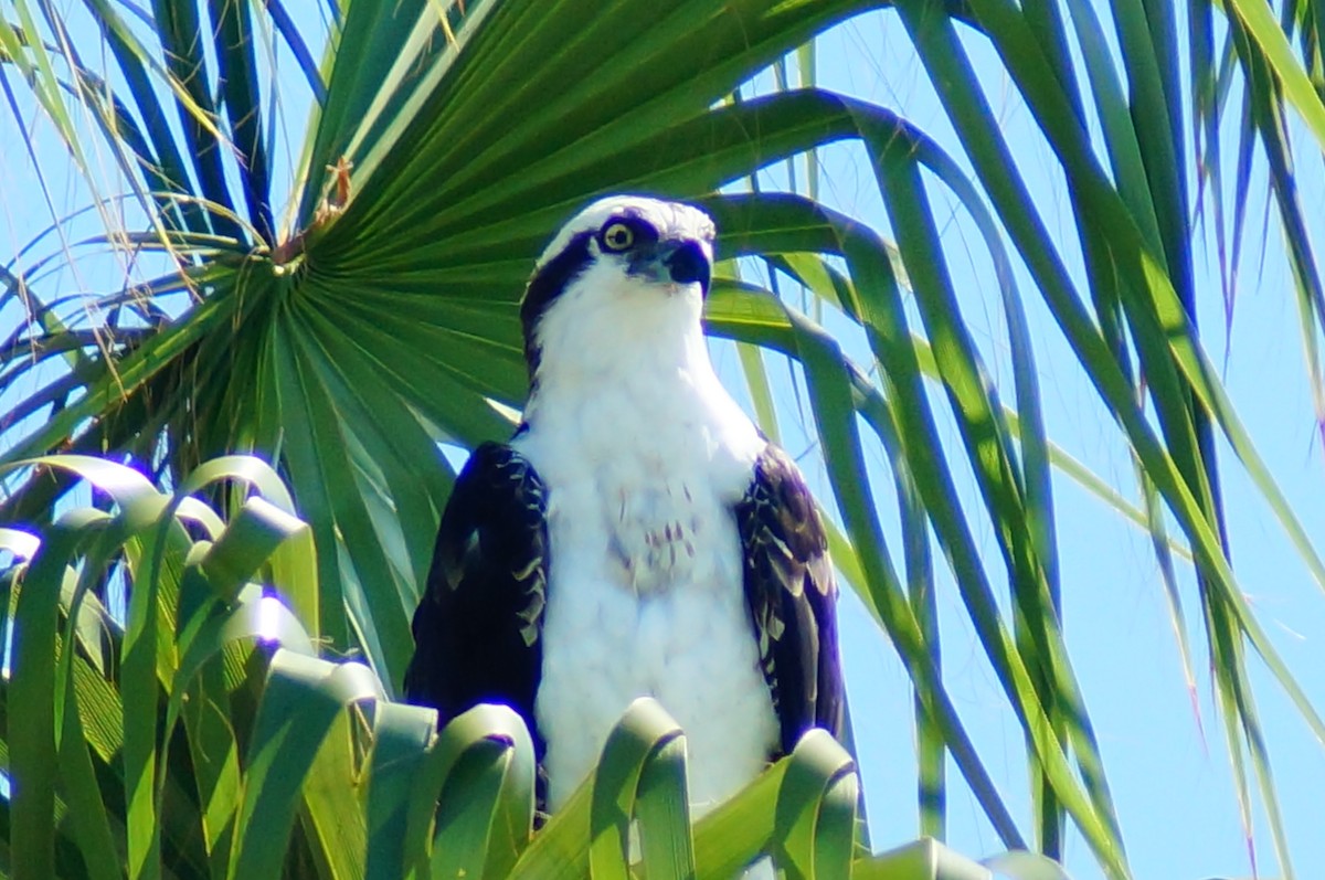 Osprey - ML643014489