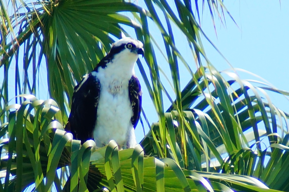 Osprey - ML643014490