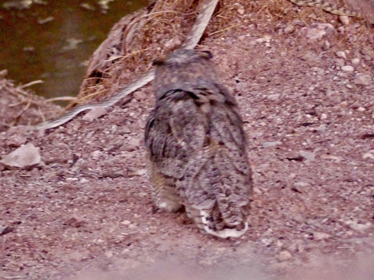Great Horned Owl - ML643014491
