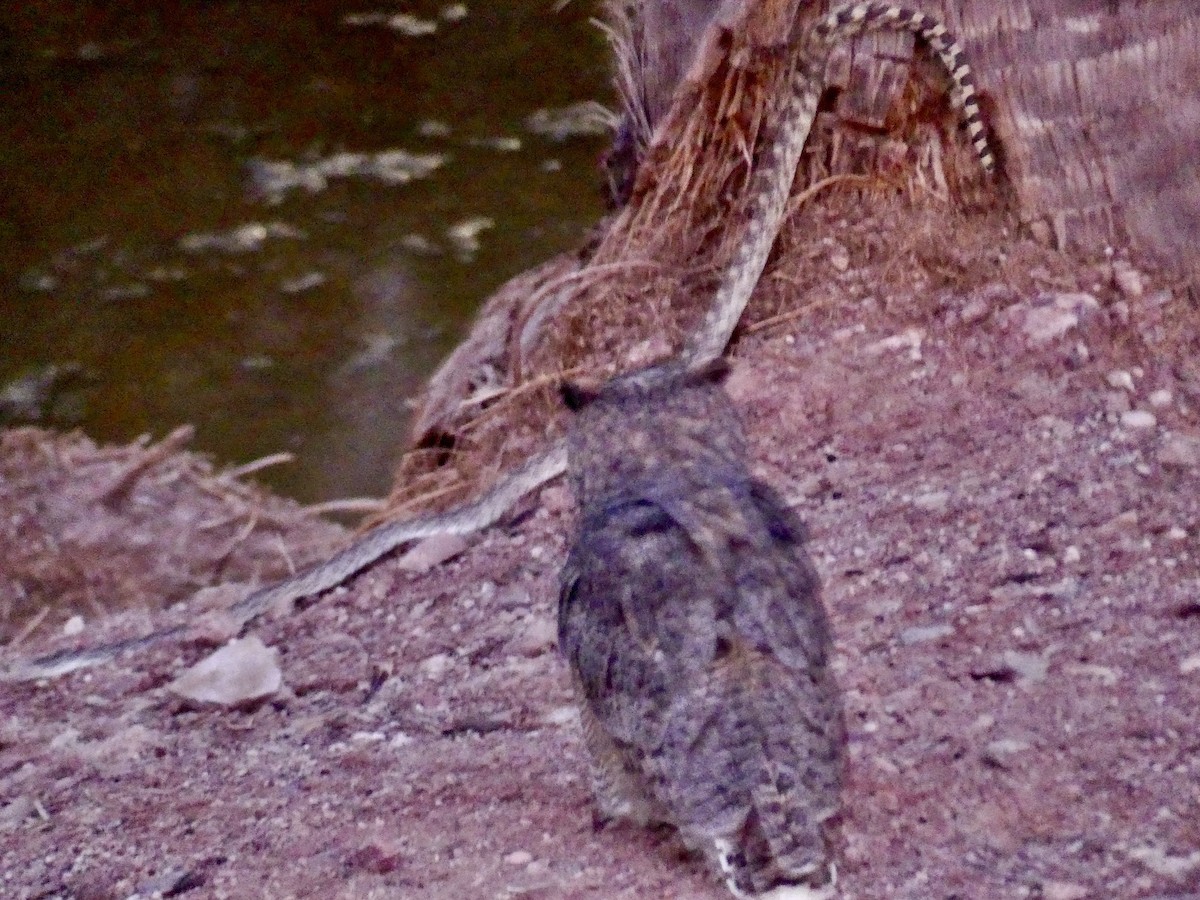 Great Horned Owl - ML643014492