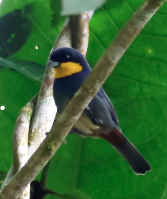 Purplish-mantled Tanager - ML643014493