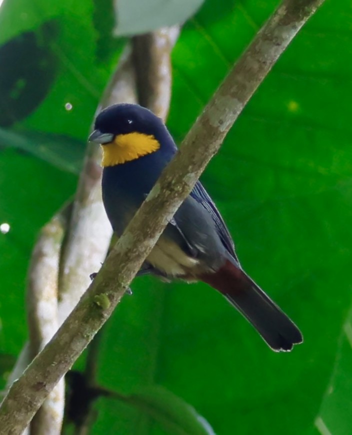 Purplish-mantled Tanager - ML643014494