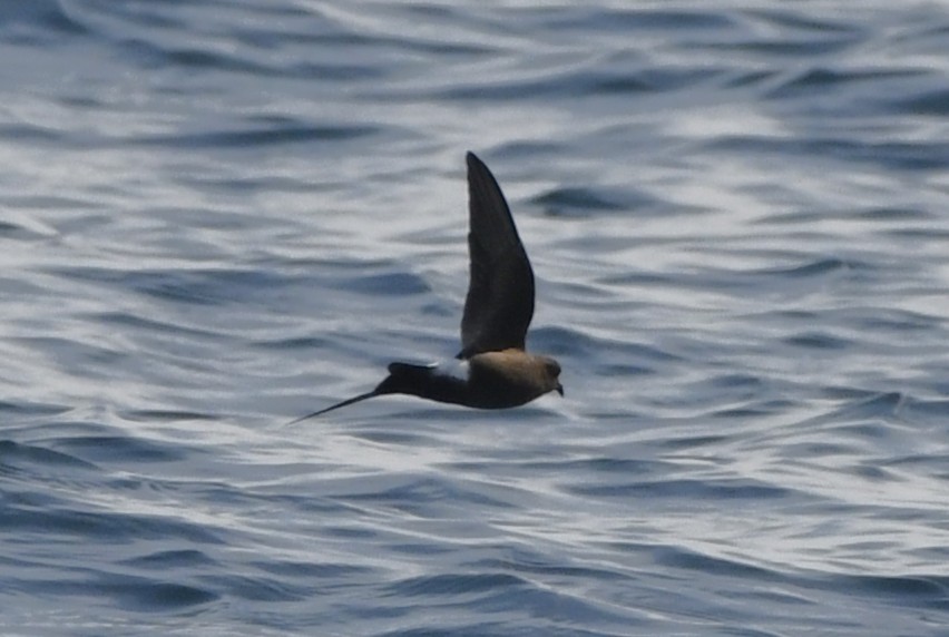 storm-petrel sp. - ML643014495