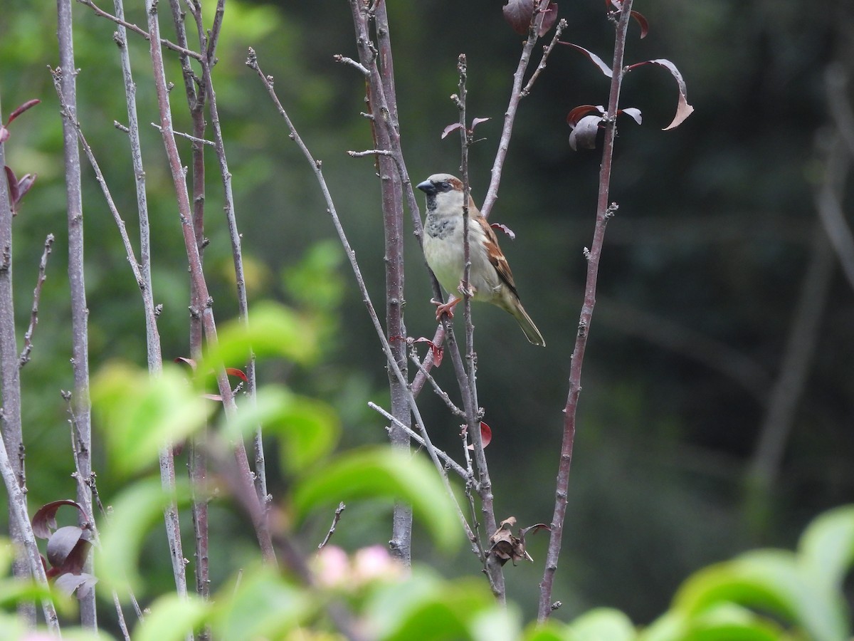 House Sparrow - ML643014496