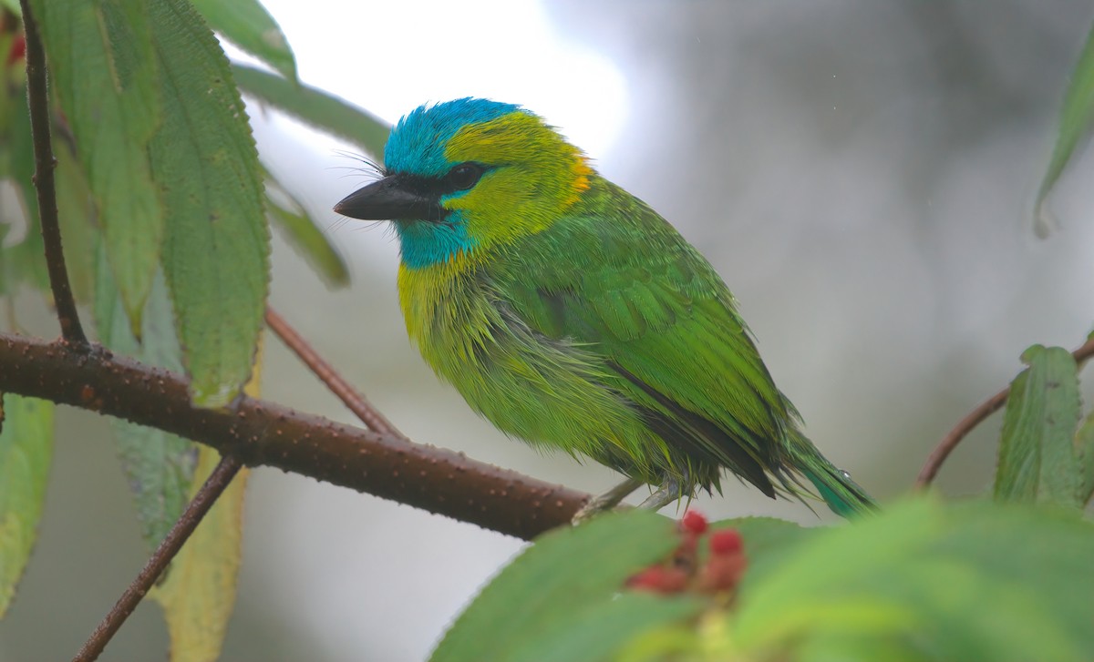Golden-naped Barbet - ML643014498