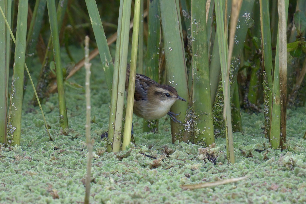 Wren-like Rushbird - ML643014500