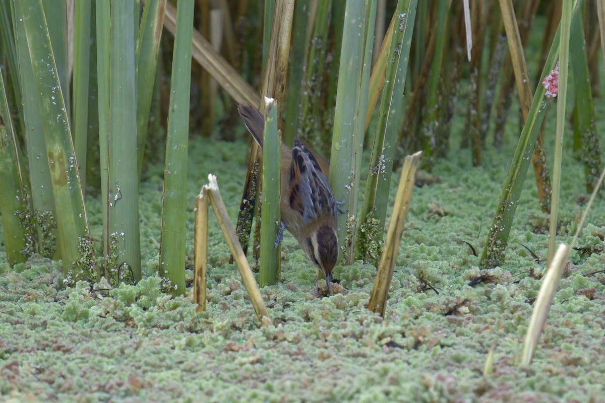 Wren-like Rushbird - ML643014501