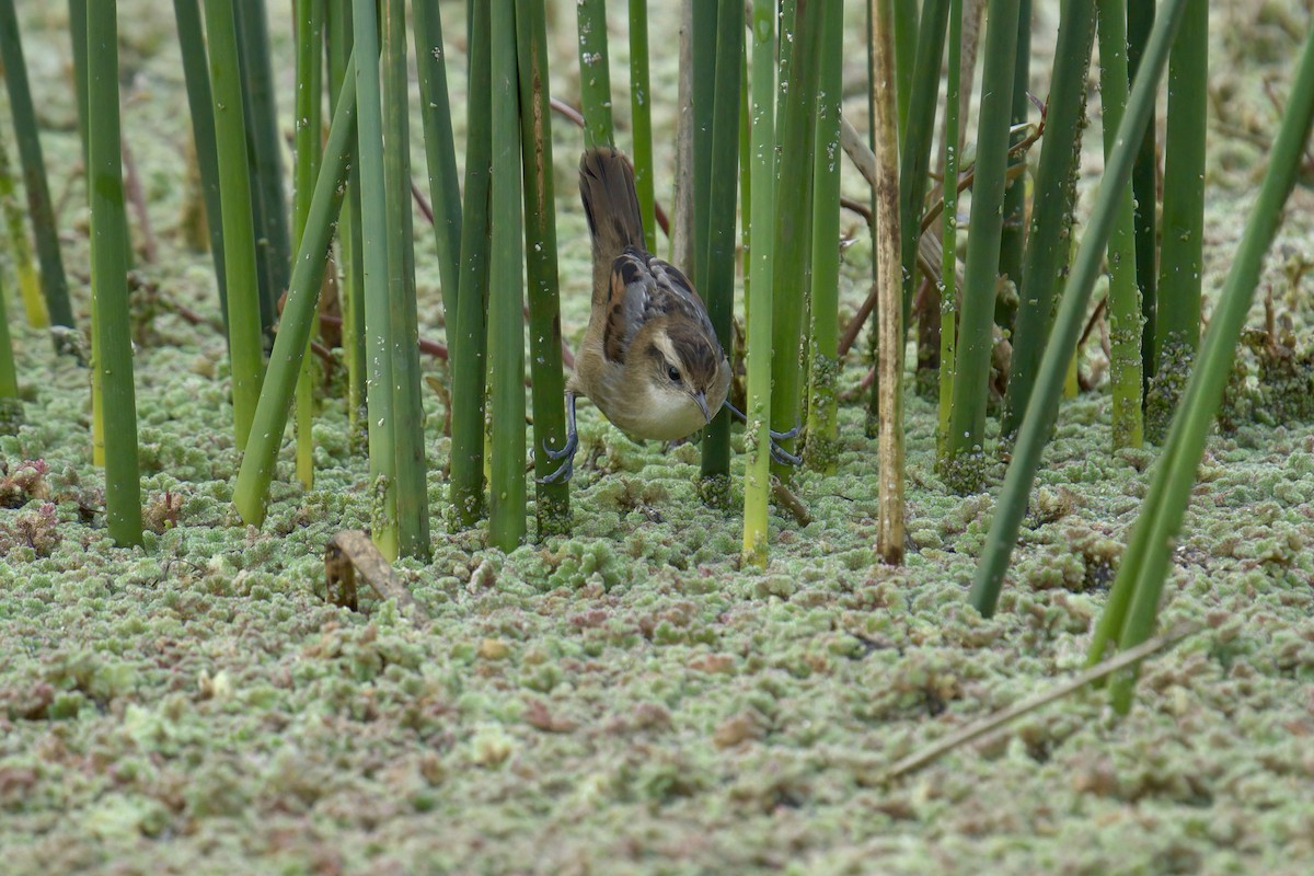 Wren-like Rushbird - ML643014502