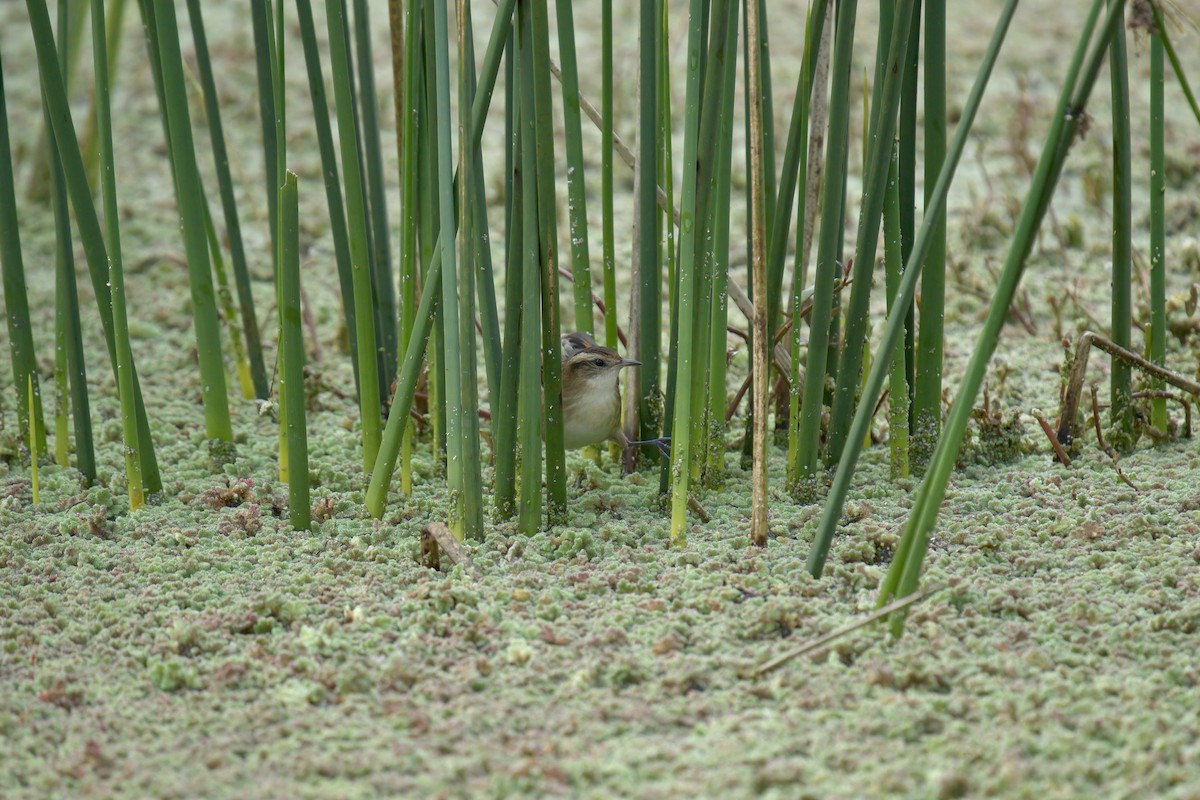 Wren-like Rushbird - ML643014503