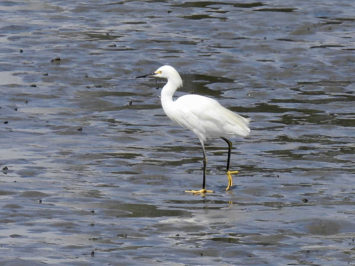 Snowy Egret - ML643014504