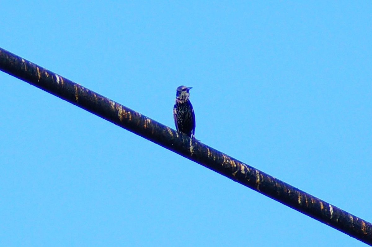 European Starling - ML643014505
