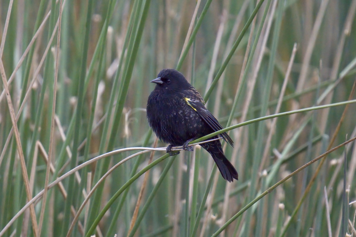 Yellow-winged Blackbird - ML643014506
