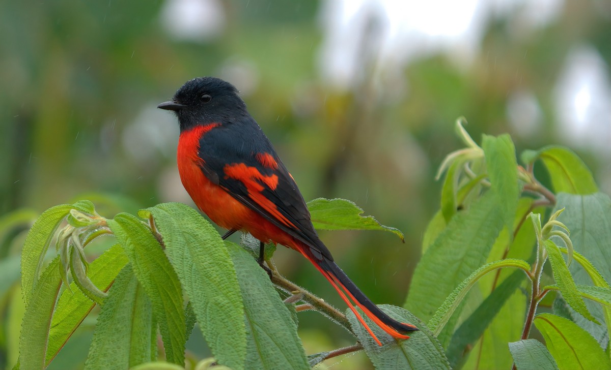 Gray-chinned Minivet - ML643014507