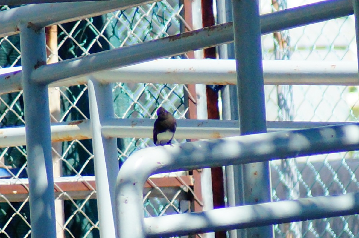 Black Phoebe - ML643014508