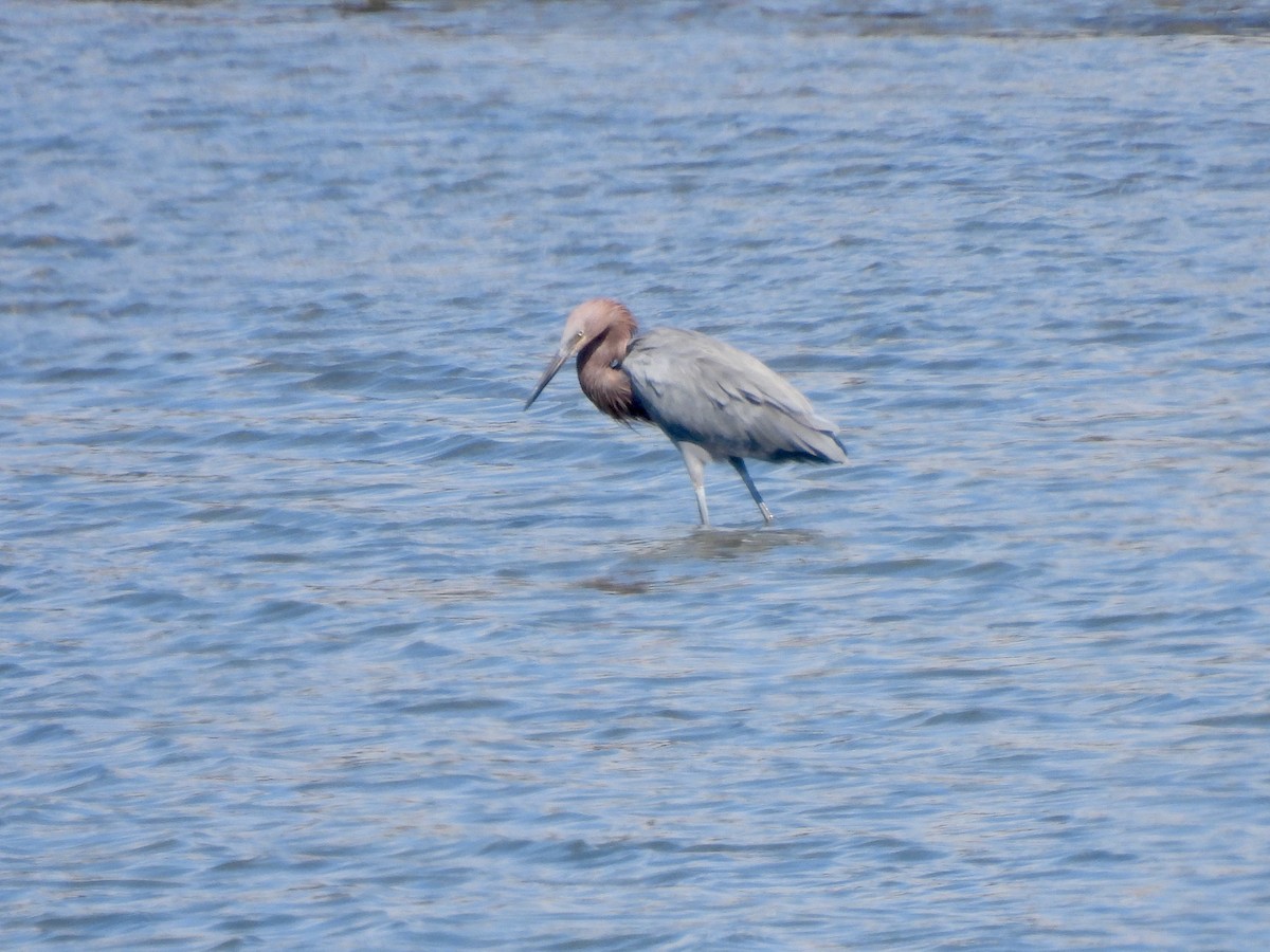 Reddish Egret - ML643014510