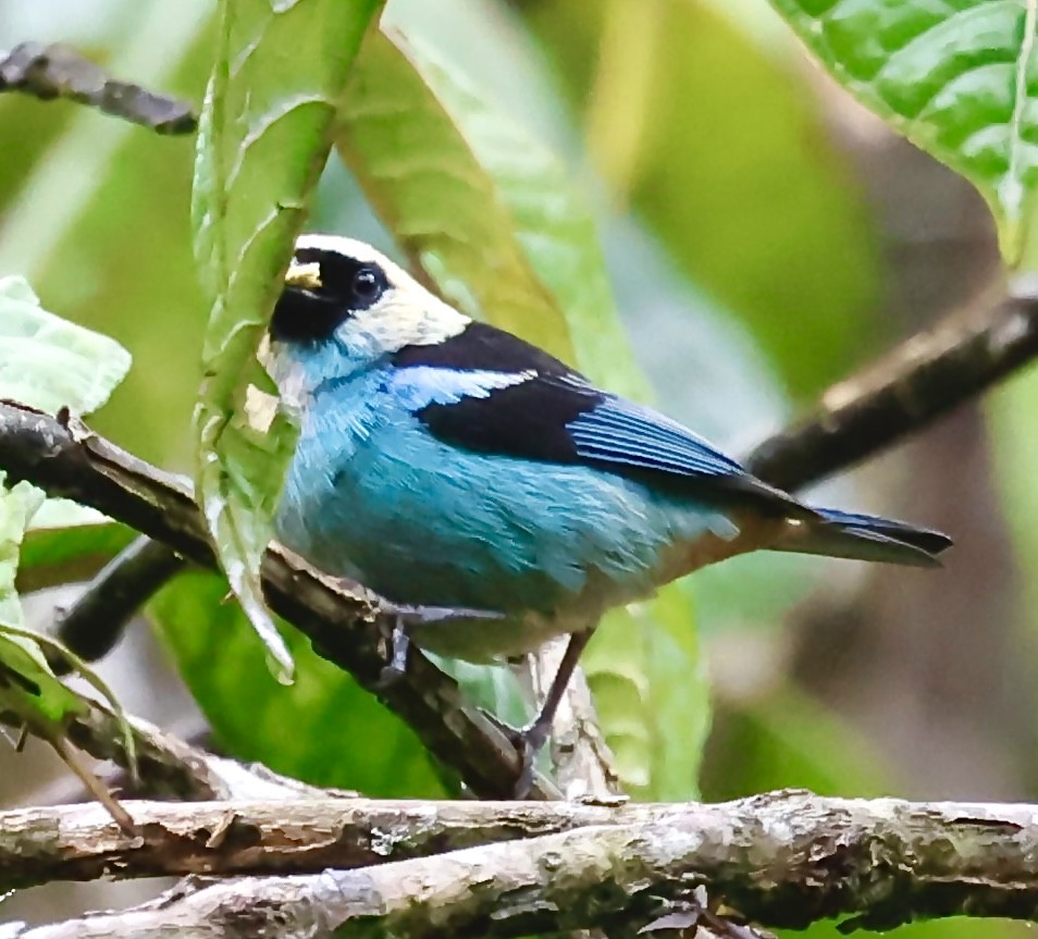 Metallic-green Tanager - ML643014516
