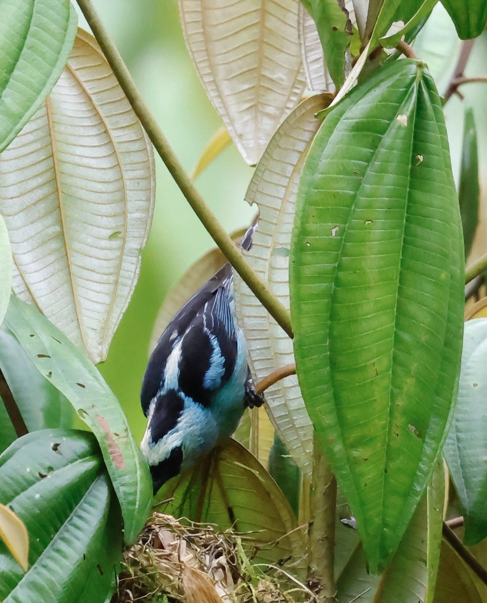 Metallic-green Tanager - ML643014517