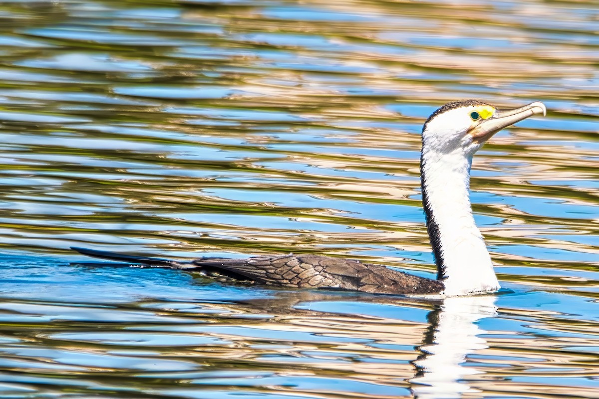 Cormoran varié - ML643014518
