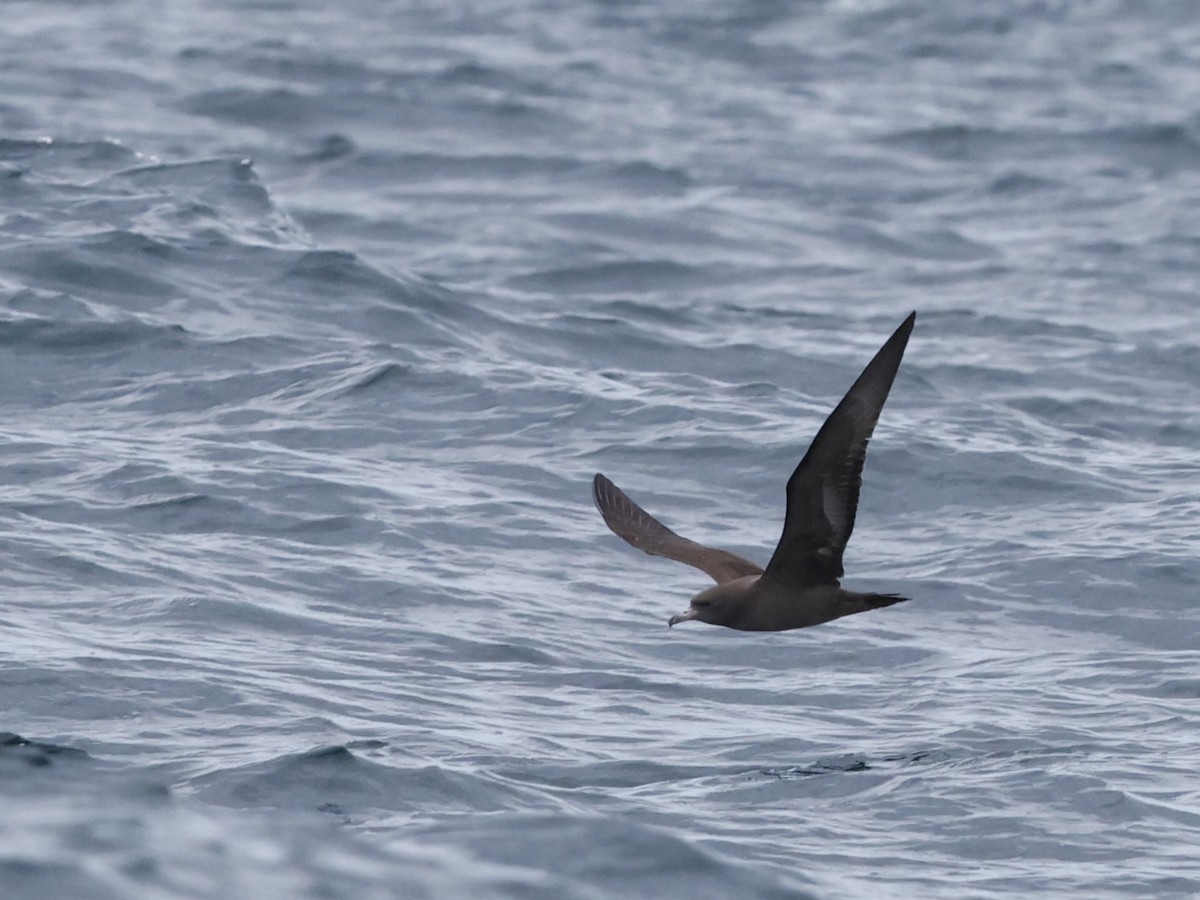 Wedge-tailed Shearwater - ML643014527