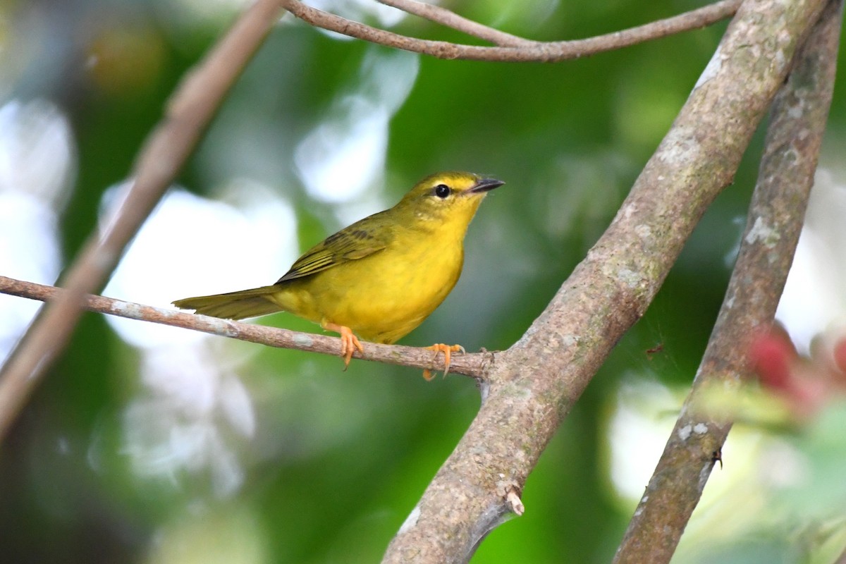 Коронник жовтий - ML643014539