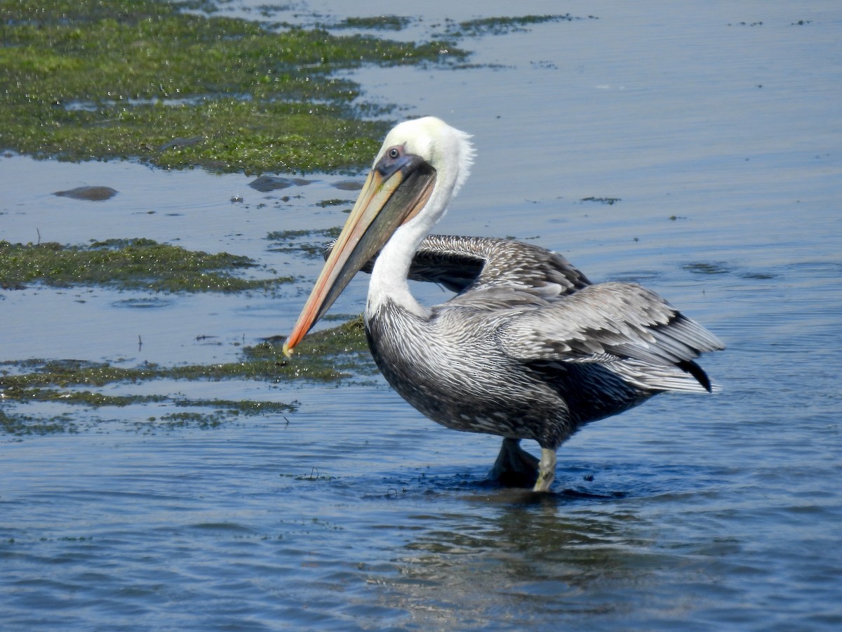 Brown Pelican - ML643014540