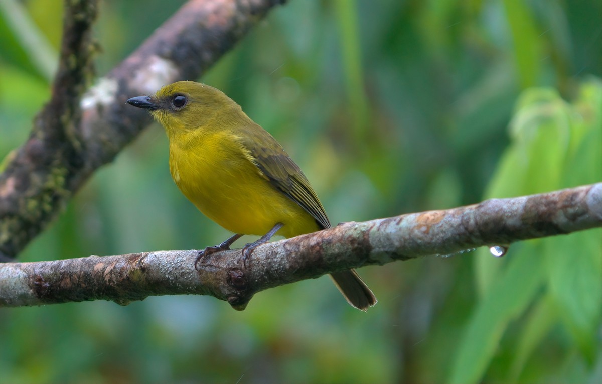 Bornean Whistler - ML643014544