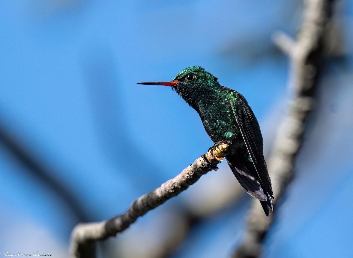 Canivet's Emerald - ML643014551