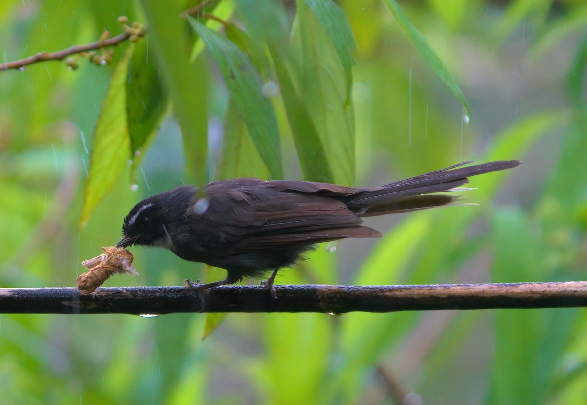 White-throated Fantail - ML643014575