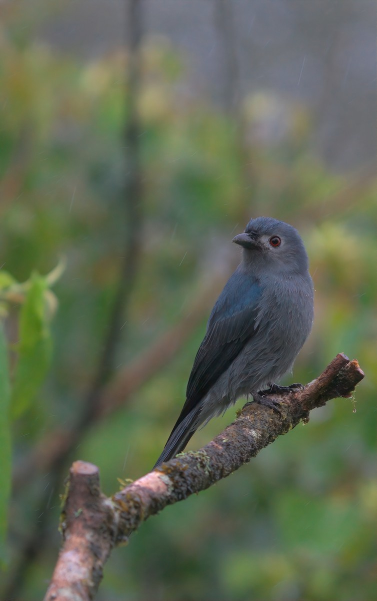 askedrongo - ML643014586