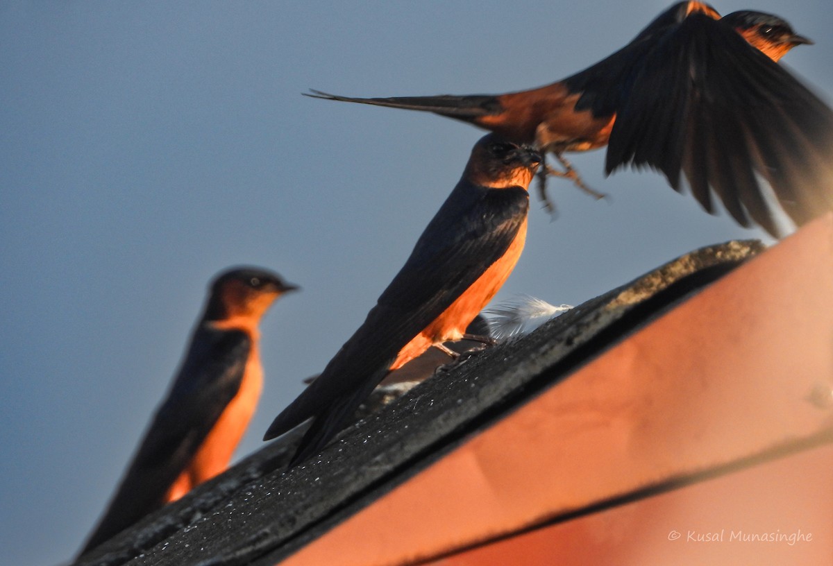 Sri Lanka Swallow - ML643014591