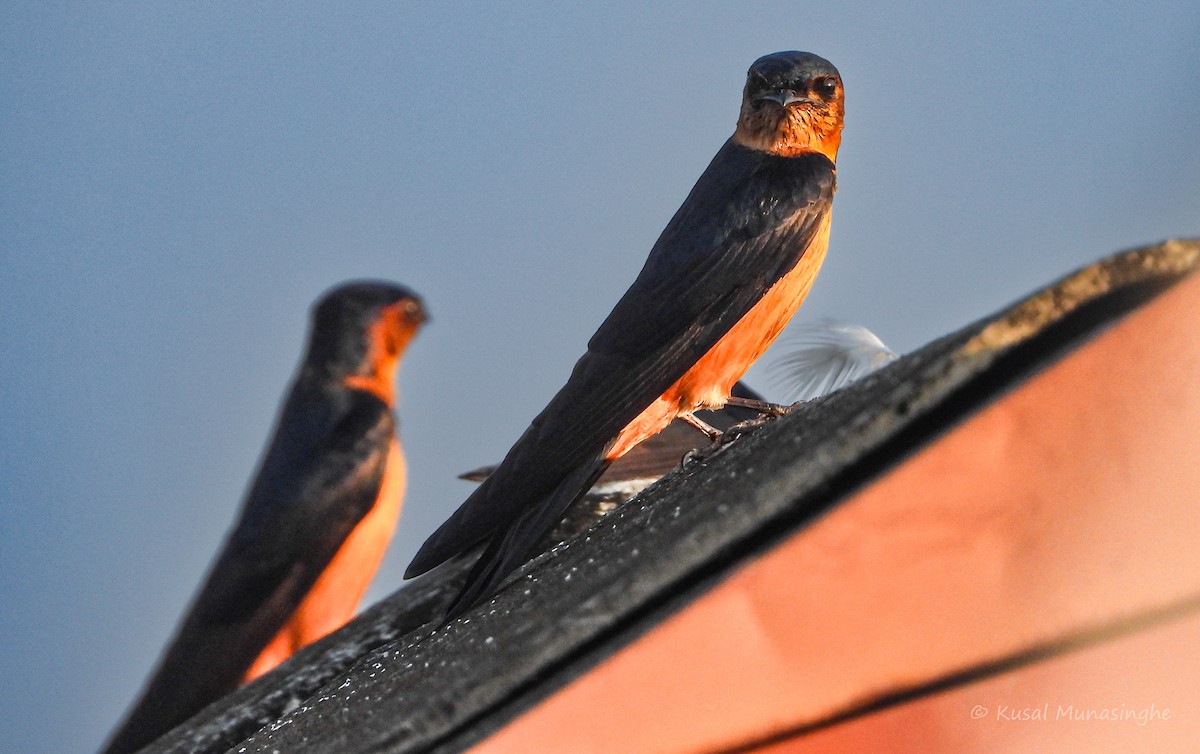 Sri Lanka Swallow - ML643014592