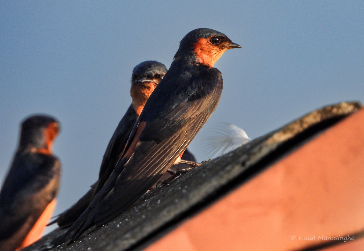 Sri Lanka Swallow - ML643014593