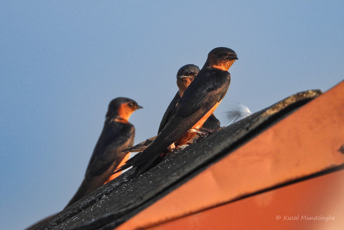 Sri Lanka Swallow - ML643014594