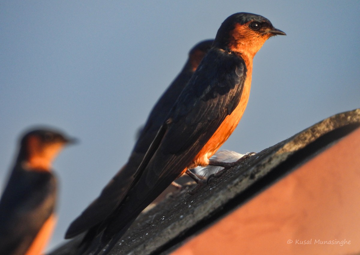 Sri Lanka Swallow - ML643014595