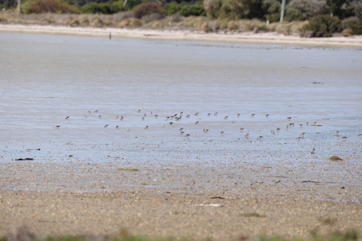 Red-necked Stint - ML643014612