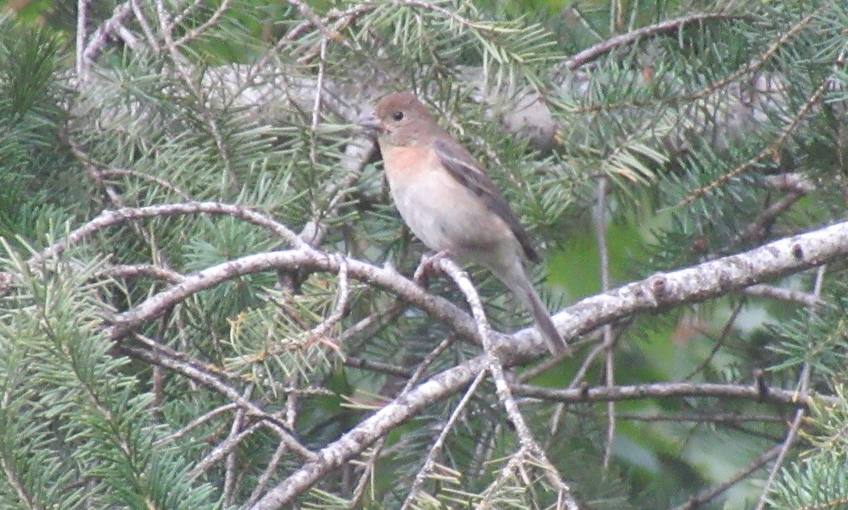 Passerin azuré - ML643014614