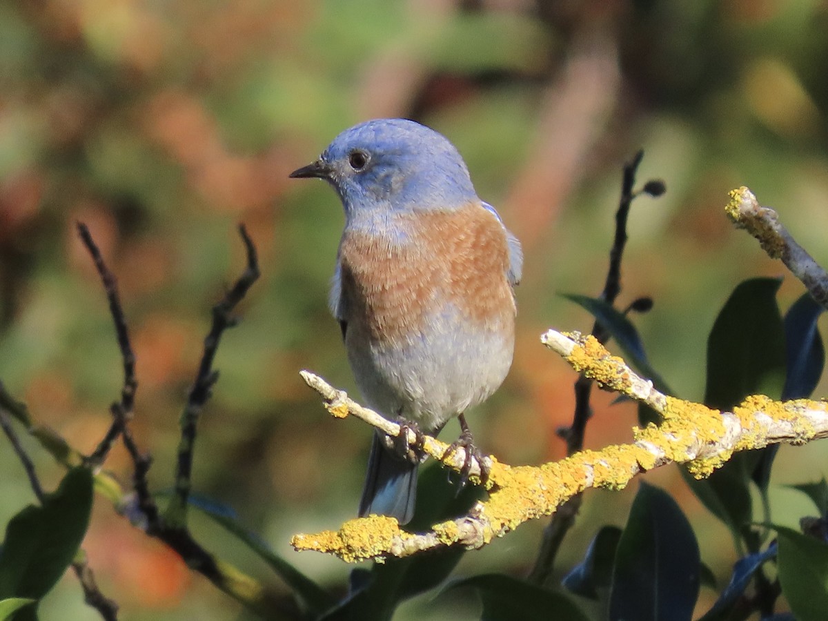Western Bluebird - ML643014621