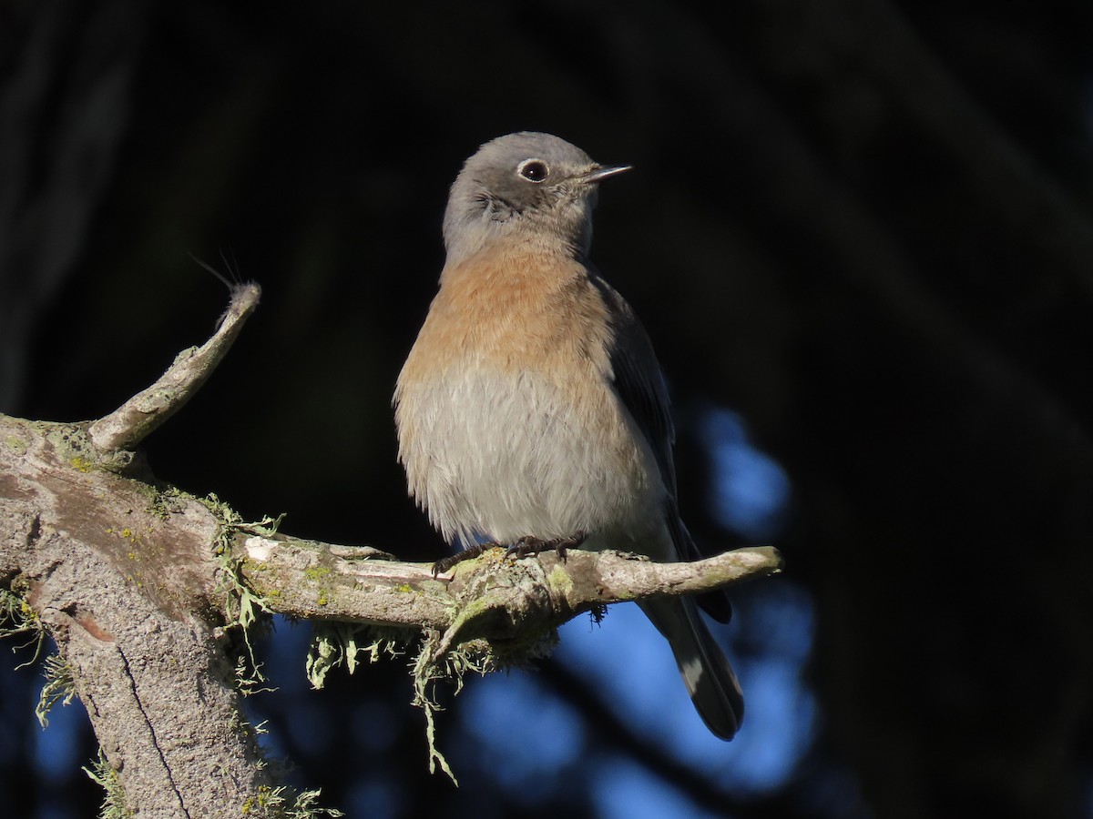 Western Bluebird - ML643014622